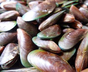 Kepiting Setan - photo 7