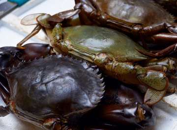 Kepiting Setan - photo 0